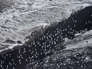 Génesis;Tribute to Earth- Master Photographer Sebastiao Salgado