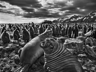 Génesis;Tribute to Earth- Master Photographer Sebastiao Salgado