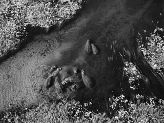 Génesis;Tribute to Earth- Master Photographer Sebastiao Salgado