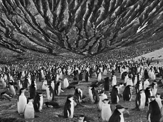 Génesis;Tribute to Earth- Master Photographer Sebastiao Salgado