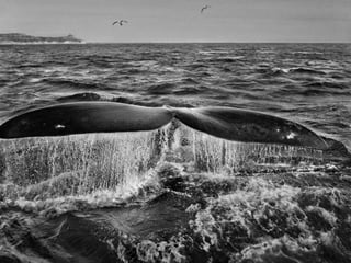 Génesis;Tribute to Earth- Master Photographer Sebastiao Salgado