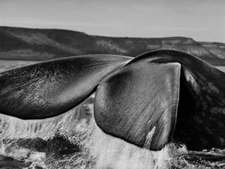 Génesis;Tribute to Earth- Master Photographer Sebastiao Salgado