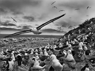 Génesis;Tribute to Earth- Master Photographer Sebastiao Salgado