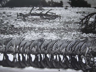 Génesis;Tribute to Earth- Master Photographer Sebastiao Salgado