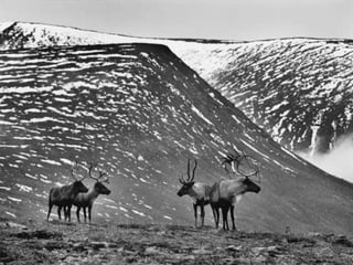 Génesis;Tribute to Earth- Master Photographer Sebastiao Salgado