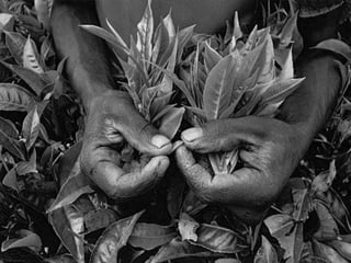 Génesis;Tribute to Earth- Master Photographer Sebastiao Salgado