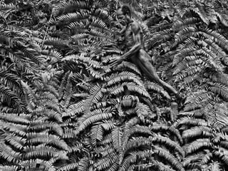 Génesis;Tribute to Earth- Master Photographer Sebastiao Salgado
