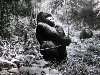 Génesis;Tribute to Earth- Master Photographer Sebastiao Salgado