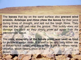 Importance
The leaves that lay on the sand surface also prevent wind
erosion. Antelope and rhino chew the leaves for their juice
during times of drought, and spit out the tough fibres. They
also eat the soft part near the groove. This luckily does not
damage the plant as they simply grow out again from the
meristematic tissue.
The core, especially of the female plant, was used as food
for people in earlier times. It is said to be very tasty either raw
or baked in hot ashes, and this is how it got its Herero name,
onyanga, which means onion of the
desert.
 