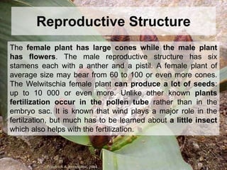 Reproductive Structure
The female plant has large cones while the male plant
has flowers. The male reproductive structure has six
stamens each with a anther and a pistil. A female plant of
average size may bear from 60 to 100 or even more cones.
The Welwitschia female plant can produce a lot of seeds:
up to 10 000 or even more. Unlike other known plants
fertilization occur in the pollen tube rather than in the
embryo sac. It is known that wind plays a major role in the
fertilzation, but much has to be learned about a little insect
which also helps with the fertilization.
 