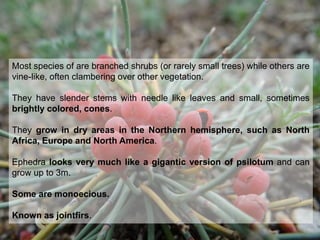 Ephedra
Most species of are branched shrubs (or rarely small trees) while others are
vine-like, often clambering over other vegetation.
They have slender stems with needle like leaves and small, sometimes
brightly colored, cones.
They grow in dry areas in the Northern hemisphere, such as North
Africa, Europe and North America.
Ephedra looks very much like a gigantic version of psilotum and can
grow up to 3m.
Some are monoecious.
Known as jointfirs.
 