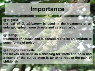 Importance
@ Nigeria
the leaf of G. africanum is used in the treatment of an
enlarged spleen, sore throats and as a cathartic
@Ubangi
treatment of nausea and is considered to be an antidote to
some forms of poison
@ Congo-Brazzaville
the leaves are used as a dressing for warts and boils and
a tisane of the cut-up stem is taken to reduce the pain of
childbirth
 