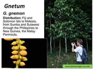 www.phytoimages.siu.edu
Gnetum
G. gnemon
Distribution: Fiji and
Solomon Isls to Malesia,
from Sumba and Sulawesi
through the Philippines to
New Guinea, the Malay
Peninsula,
 