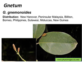 www.phytoimages.siu.edu
Gnetum
G. gnemonoides
Distribution: New Hanover, Peninsular Malaysia, Billiton,
Borneo, Philippines, Sulawesi, Moluccas, New Guinea
 
