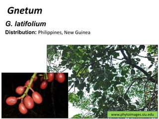 www.phytoimages.siu.edu
Gnetum
G. latifolium
Distribution: Philippines, New Guinea
 