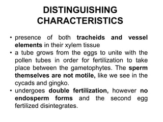 DISTINGUISHING
CHARACTERISTICS
• presence of both tracheids and vessel
elements in their xylem tissue
• a tube grows from the eggs to unite with the
pollen tubes in order for fertilization to take
place between the gametophytes. The sperm
themselves are not motile, like we see in the
cycads and gingko.
• undergoes double fertilization, however no
endosperm forms and the second egg
fertilized disintegrates.
 