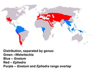 Distribution, separated by genus:
Green –Welwitschia
Blue – Gnetum
Red – Ephedra
Purple – Gnetum and Ephedra range overlap
 