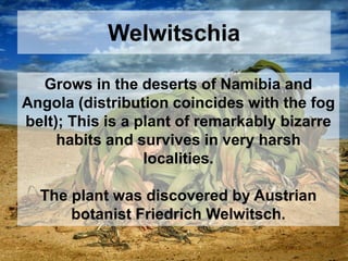 Welwitschia
Grows in the deserts of Namibia and
Angola (distribution coincides with the fog
belt); This is a plant of remarkably bizarre
habits and survives in very harsh
localities.
The plant was discovered by Austrian
botanist Friedrich Welwitsch.
 