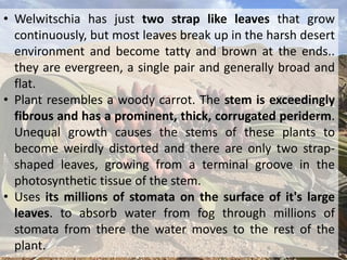 • Welwitschia has just two strap like leaves that grow
continuously, but most leaves break up in the harsh desert
environment and become tatty and brown at the ends..
they are evergreen, a single pair and generally broad and
flat.
• Plant resembles a woody carrot. The stem is exceedingly
fibrous and has a prominent, thick, corrugated periderm.
Unequal growth causes the stems of these plants to
become weirdly distorted and there are only two strap-
shaped leaves, growing from a terminal groove in the
photosynthetic tissue of the stem.
• Uses its millions of stomata on the surface of it's large
leaves. to absorb water from fog through millions of
stomata from there the water moves to the rest of the
plant.
 