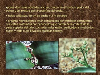 posee dos hojas acintadas anchas, crecen en el borde superior del tronco y se arrastra por la superficie del suelo. hojas coriáceas, 20 cm de ancho y 2 m de largo órganos reproductores están constituidos por estróbilos compuestos que están sostenidos por pedúnculos que parten de la corteza de la parte superior del tallo. Los pedúnculos están ramificados a nivel de los nudos y cada nudo lleva dos brácteas nodales 