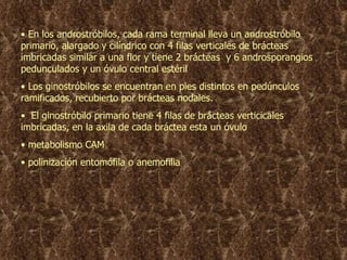 En los androstr ó bilos, cada rama terminal lleva un androstróbilo primario, alargado y cilíndrico con 4 filas verticales de brácteas imbricadas similar a una flor y tiene 2 brácteas  y 6 androsporangios pedunculados y un óvulo central estéril  Los ginostróbilos se encuentran en pies distintos en pedúnculo s  ramificados, recubierto por brácteas nodales. El ginostr ó bilo primario tiene 4 filas de brácteas verticicales imbricadas ,  en la axila de cada bráctea esta un óvulo metabolismo CAM polinización entomófila o anemofilia 