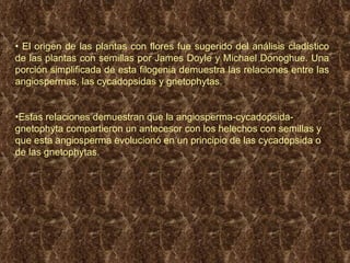 El origen de las plantas con flores fue sugerido del análisis clad í stico de las plantas con semillas por James Doyle y Michael Donoghue. Una porción simpli fi cada de esta filogenia demuestra las relaciones entre las angiospermas, las cycadopsidas y gnetophytas.  Estas relaciones demuestran que la angiosperma-cycadopsida-gnetophyta compartieron un antecesor con los helechos con semillas y que esta angiosperma evolucion ó  en un principio de las cycadopsida o de las gnetophytas.  