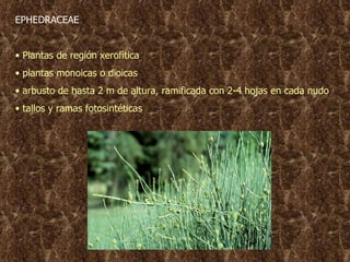 EPHEDRACEAE Plantas de región xerofitica plantas monoicas o dioicas arbusto de hasta 2 m de altura, ramificada con 2-4 hojas en cada nudo tallos y ramas fotosintéticas 
