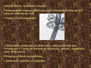 plantas dioicas, raramente monoicas androstróbilos unidos a pedúnculos cada androstróbilo posee de 2-8 par es  de br á cteas del cono. Posee 1-8 androsporangios Ginostróbilos sostenidos por pedúnculos, cada ginostróbilo esta formado por 4-7 pares de bracteas en disposición  opuesta, implantadas sobre el eje central Presenta un óvulo terminal único. polinización anem ó fila o entom ó fila 