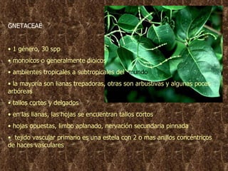 GNETACEAE 1 género, 30 sp p monoicos o generalmente dioicos ambientes tropicales a subtropicales del  mundo la mayoría son lianas trepadoras, otras son arbustivas y algunas pocas arbóreas tallos cortos y  delgados en las lianas, las hojas se encuentran tallos cortos hojas opuestas, limbo aplanado, nervación secundaria pinnada tejido vascular primario es una estela con 2 o mas anillos concéntricos de haces vasculares 
