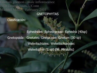 GNETOPHYTAS Clasificación: Ephedrales: Ephedraceae: Ephedra (40sp) Gnetopsida:  Gnetales: Gnetaceae: Gnetum (30 sp) Welwitschiales: Welwitschiaceae:  Welwitschia (1 sp) (W. Mirabilis) 