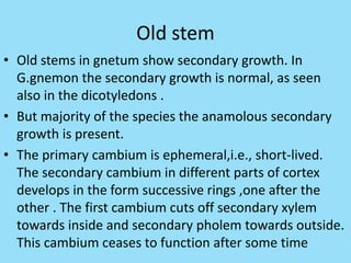 Old stem
• Old stems in gnetum show secondary growth. In
G.gnemon the secondary growth is normal, as seen
also in the dicotyledons .
• But majority of the species the anamolous secondary
growth is present.
• The primary cambium is ephemeral,i.e., short-lived.
The secondary cambium in different parts of cortex
develops in the form successive rings ,one after the
other . The first cambium cuts off secondary xylem
towards inside and secondary pholem towards outside.
This cambium ceases to function after some time
 