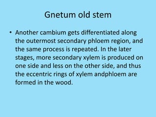 Gnetum old stem
• Another cambium gets differentiated along
the outermost secondary phloem region, and
the same process is repeated. In the later
stages, more secondary xylem is produced on
one side and less on the other side, and thus
the eccentric rings of xylem andphloem are
formed in the wood.
 