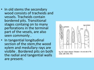 • In old stems the secondary
wood consists of tracheids and
vessels. Tracheids contain
bordered pits. Transitional
stages containg on to many
perforations in the terminal
part of the vesels, are also
seen commonly .
• In tangential longitudinal
section of the stem,the wood
xylem and medullary rays are
visiblle . Bordered pits on both
the radial and tangential walls
are present.
 