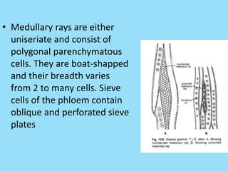 • Medullary rays are either
uniseriate and consist of
polygonal parenchymatous
cells. They are boat-shapped
and their breadth varies
from 2 to many cells. Sieve
cells of the phloem contain
oblique and perforated sieve
plates
 