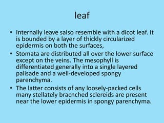 leaf
• Internally leave salso resemble with a dicot leaf. It
is bounded by a layer of thickly circularized
epidermis on both the surfaces,
• Stomata are distributed all over the lower surface
except on the veins. The mesophyll is
differentiated generally into a single layered
palisade and a well-developed spongy
parenchyma.
• The latter consists of any loosely-packed cells
many stellately bracnched sclereids are present
near the lower epidermis in spongy parenchyma.
 