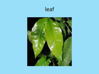 leaf
 