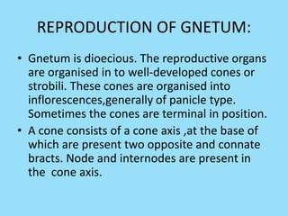REPRODUCTION OF GNETUM:
• Gnetum is dioecious. The reproductive organs
are organised in to well-developed cones or
strobili. These cones are organised into
inflorescences,generally of panicle type.
Sometimes the cones are terminal in position.
• A cone consists of a cone axis ,at the base of
which are present two opposite and connate
bracts. Node and internodes are present in
the cone axis.
 