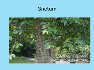 Gnetum
 