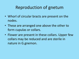 Reproduction of gnetum
• Whorl of circular bracts are present on the
nodes.
• These are arranged one above the other to
form cupulas or collars.
• Flower are present in these collars. Upper few
collars may be reduced and are sterile in
nature in G.gnemon.
 