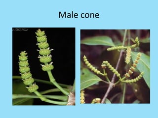 Male cone
 