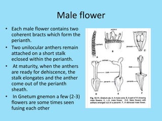 Male flower
• Each male flower contains two
coherent bracts which form the
perianth.
• Two unilocular anthers remain
attached on a short stalk
eclosed within the perianth.
• At maturity, when the anthers
are ready for dehiscence, the
stalk elongates and the anther
come out of the perianth
sheath.
• In Gnetum gnemon a few (2-3)
flowers are some times seen
fusing each other
 