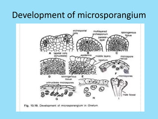 Development of microsporangium
 