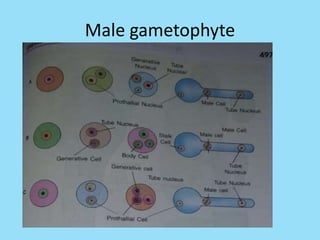 Male gametophyte
 