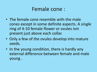 Female cone :
• The female cone resemble with the male
cones except in some definite aspects. A single
ring of 4-10 female flower or ovules ism
present just above each collar.
• Only a few of the ovules develop into mature
seeds.
• In the young condition, there is hardly any
external difference between female and male
young .
 