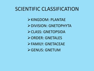 SCIENTIFIC CLASSIFICATION
KINGDOM: PLANTAE
DIVISION: GNETOPHYTA
CLASS: GNETOPSIDA
ORDER: GNETALES
FAMILY: GNETACEAE
GENUS: GNETUM
 