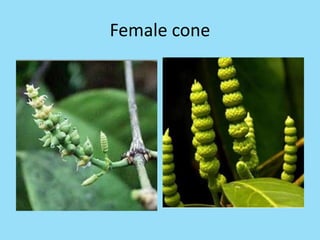 Female cone
 