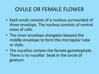 OVULE OR FEMALE FLOWER
• Each ovule consists of a nucleus surrounded of
three envelops. The nucleus consists of central
mass of cells.
• The inner envelope elongates beyond the
middle envelope to form the micropylar tube
or style.
• The nucellus contain the female gametophyte.
There is no nucellar beak in the ovule of
gnetum.
 
