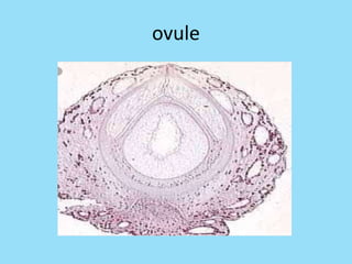 ovule
 