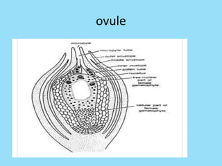 ovule
 