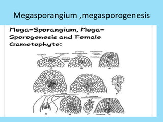 Megasporangium ,megasporogenesis
 
